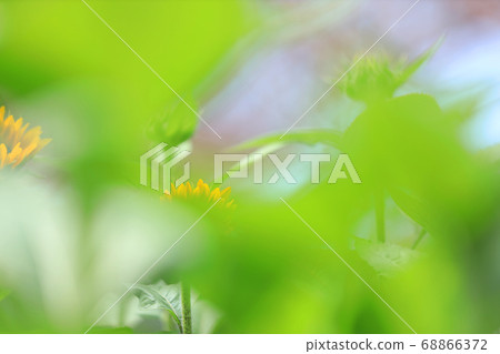 滋賀縣草津市水之森公園的風景，花卉和植物[8月] 68866372
