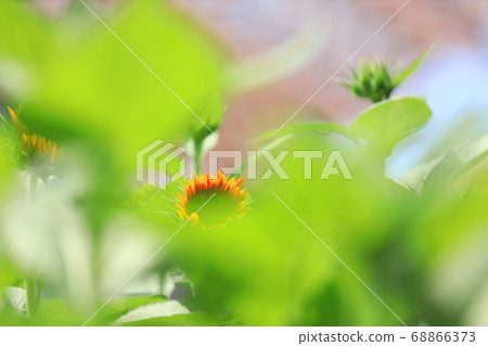 滋賀縣草津市水之森公園的風景，花卉和植物[8月] 68866373