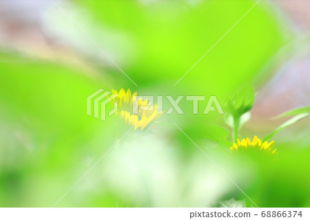 滋賀縣草津市水之森公園的風景，花卉和植物[8月] 68866374