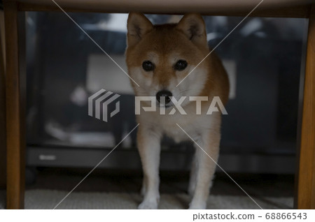 Mameshiba Mameshiba 68866543