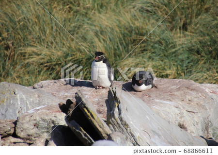 Iwatobi penguins of the Falkland Islands 68866611