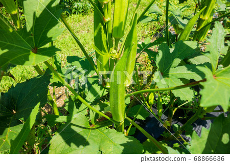 Growing okra in the kitchen garden, okra fruit Growing okra in the kitchen garden, okra fruit 68866686