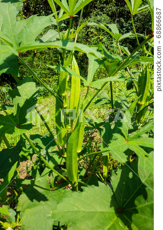 Growing okra in the kitchen garden, okra fruit 68866687