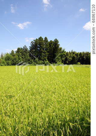 Wheat field Wheat field 68867110