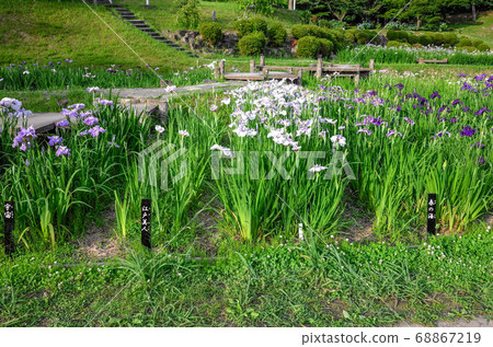 Flower irises of Okazaki East Park 68867219
