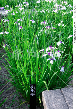 Flower irises of Okazaki East Park Flower irises of Okazaki East Park 68867268