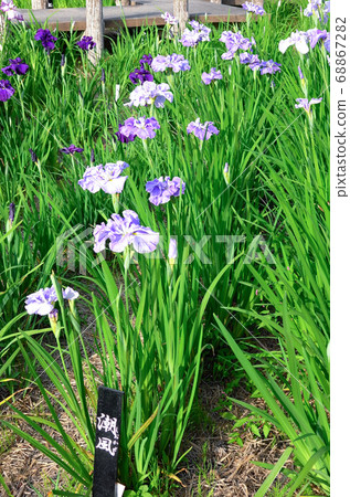 Flower irises of Okazaki East Park 68867282