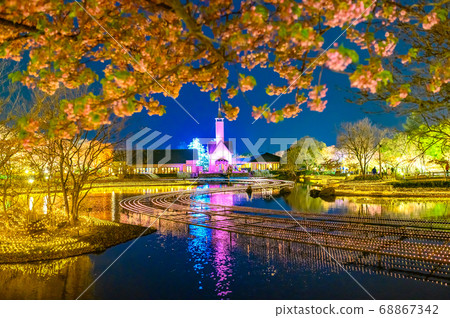 Nabana no Sato，春季照明 68867342