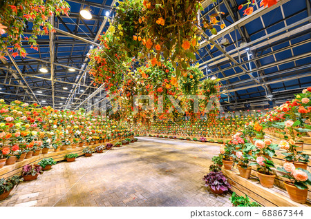 Winter begonia garden Winter begonia garden 68867344