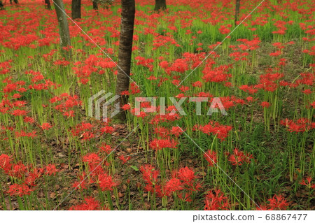 Red cluster amaryllis growing in the forest Red cluster amaryllis growing in the forest 68867477