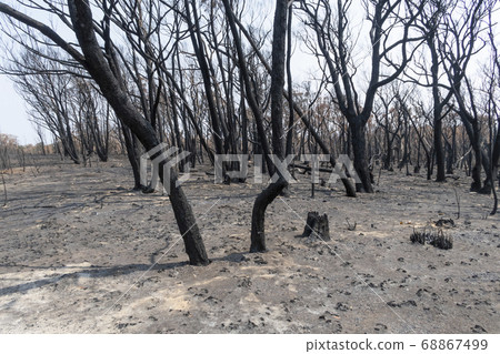 Gum trees burnt in the bushfires in The Blue Mountains in Australia Gum trees burnt in the bushfires in The Blue Mountains in Australia 68867499