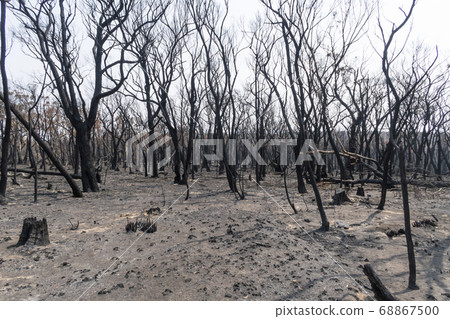 Gum trees burnt in the bushfires in The Blue Mountains in Australia Gum trees burnt in the bushfires in The Blue Mountains in Australia 68867500