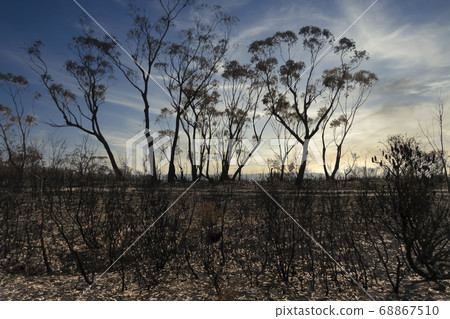 Gum trees burnt in the bushfires in The Blue Mountains in Australia Gum trees burnt in the bushfires in The Blue Mountains in Australia 68867510