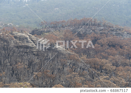 Gum trees burnt in the bushfires in The Blue Mountains in Australia Gum trees burnt in the bushfires in The Blue Mountains in Australia 68867517