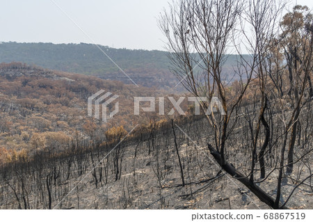 Gum trees burnt in the bushfires in The Blue Mountains in Australia Gum trees burnt in the bushfires in The Blue Mountains in Australia 68867519
