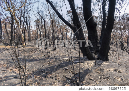 Gum trees burnt in the bushfires in The Blue Mountains in Australia Gum trees burnt in the bushfires in The Blue Mountains in Australia 68867525