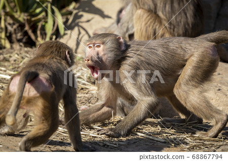 Two adolescent Hamadryas Baboons playfully fighting 68867794