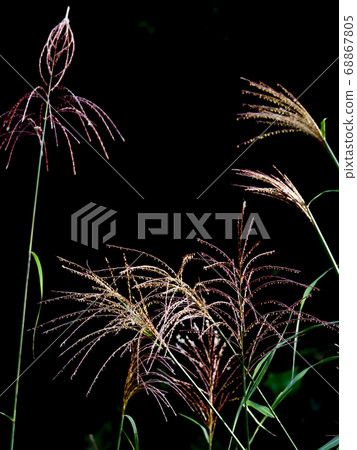 植物照片鈴木黑色背景 68867805