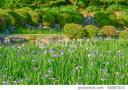 Flower irises of Okazaki East Park Flower irises of Okazaki East Park 68867833