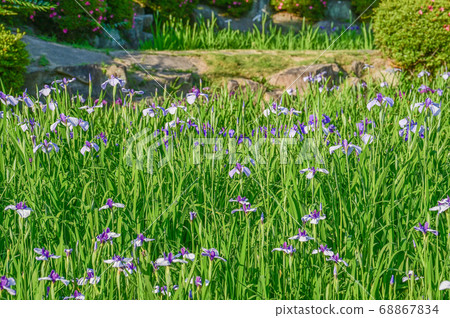 Flower irises of Okazaki East Park Flower irises of Okazaki East Park 68867834