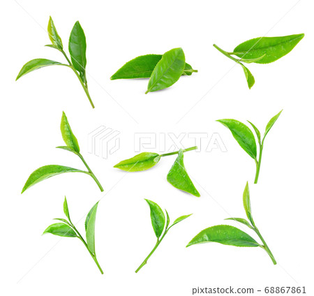 Green tea leaf on white background. 68867861