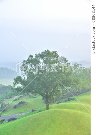 一棵樹,一個有霧的早晨,一個夢幻般的早晨森林 一棵樹,一個有霧的早晨,一個夢幻般的早晨森林 68868144