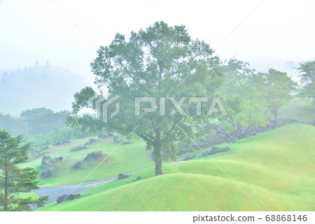 A tree, a foggy morning, a fantastic morning forest A tree, a foggy morning, a fantastic morning forest 68868146