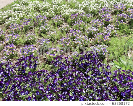 新潟市南魚沼市中提琴 新潟市南魚沼市中提琴 68868172