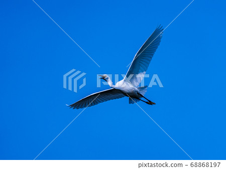 殖民地的野生鳥類 殖民地的野生鳥類 68868197