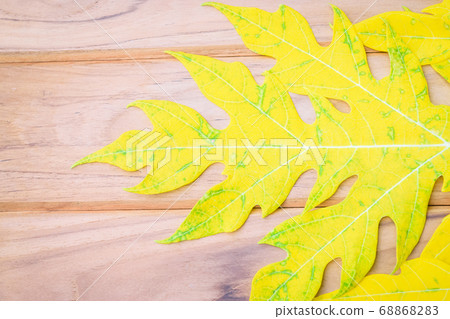 Yellow leaves of papaya 68868283