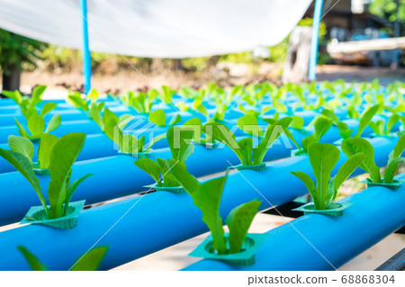 Organic hydroponic vegetable Organic hydroponic vegetable 68868304