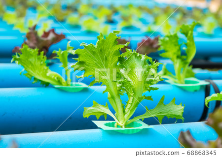 Organic hydroponic vegetable Organic hydroponic vegetable 68868345