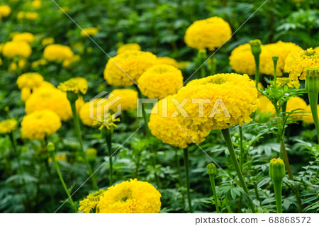 Marigold flowers Marigold flowers 68868572