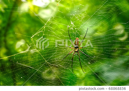 巨大的人面蜘蛛在結網 68868836