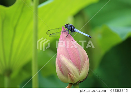蓮花和蜻蜓 68868845