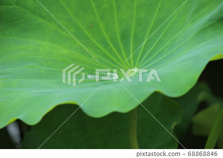 荷葉水滴 68868846