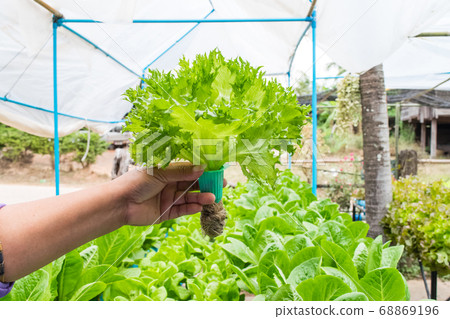 Hydroponics vegetable salad Hydroponics vegetable salad 68869196