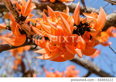 Bastard Teak flower 68869222