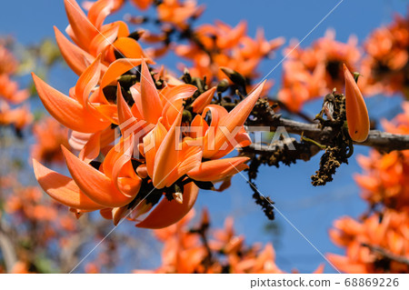 Bastard Teak flower 68869226