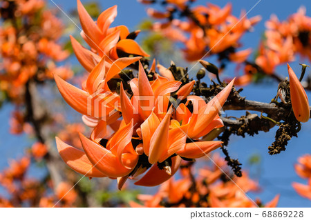 Bastard Teak flower Bastard Teak flower 68869228