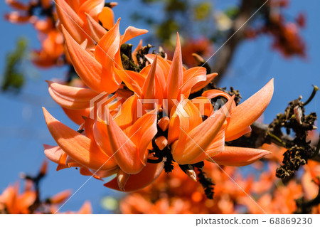 Bastard Teak flower 68869230