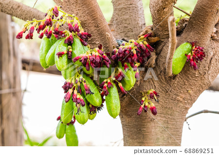 Averrhoa bilimbi fruit 68869251