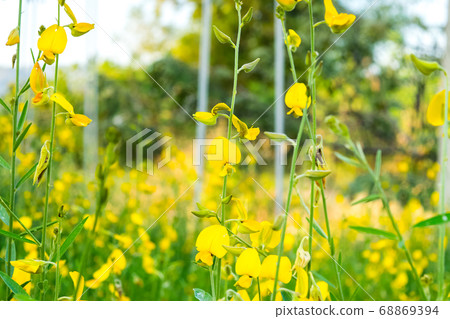 Crotalaria juncea in the field Crotalaria juncea in the field 68869394