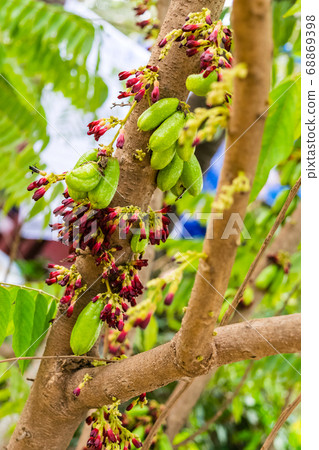 Averrhoa bilimbi fruit 68869398