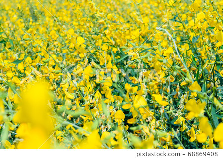 Crotalaria juncea in the field 68869408
