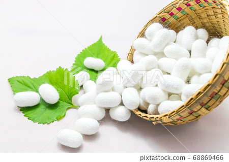 white silk cocoon white silk cocoon 68869466