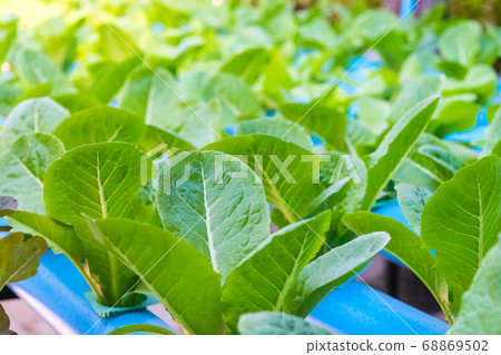 Organic hydroponic vegetable 68869502