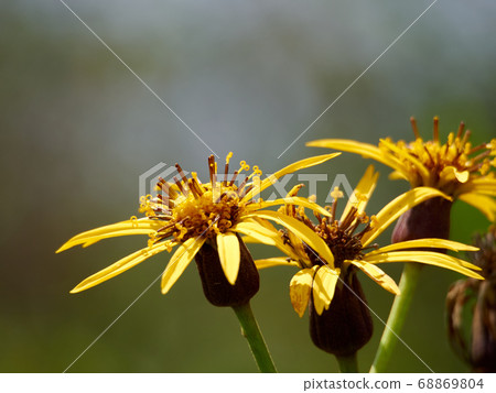 Malvada Kebuki that bloomed in the high Bocchi plateau in summer Shiojiri City, Nagano Prefecture 68869804
