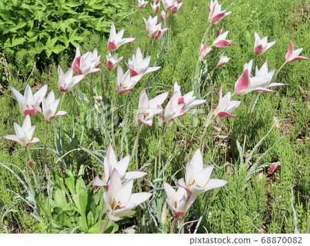 新潟縣南魚沼市始祖鬱金香cru 照片素材 圖片 6700 圖庫