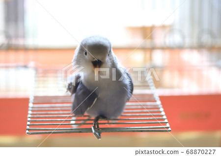 Kozaku Rinko 68870227